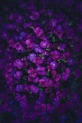 Fototapeta premium Purple aubrieta (Aubrieta deltoidea) flowers, beautiful moody macro photo with dark background, shallow depth of field, and dreamy floral pattern