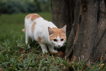 Orange and white cat walking near tree trunk © Nori