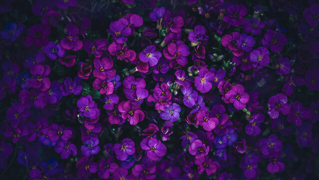 Purple aubrieta (Aubrieta deltoidea) flowers, beautiful moody macro photo with dark background, shallow depth of field, and dreamy floral pattern