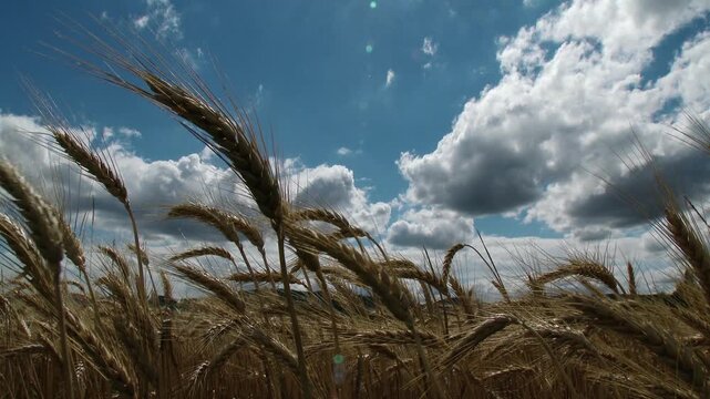 Lush Wheat Field in the Summer