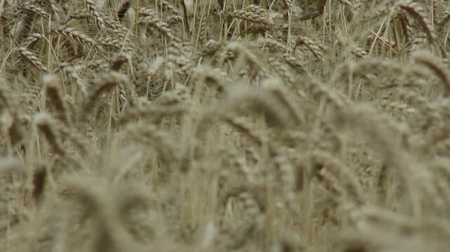 Lush Wheat Field in the Summer