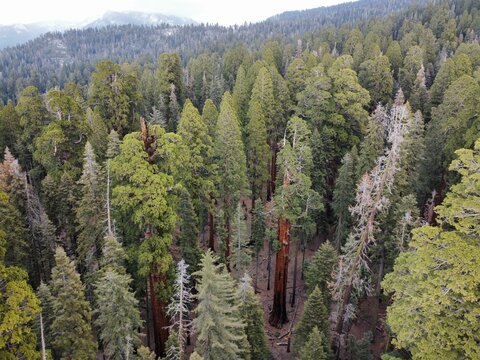 Aerial view of the dense forest of giant sequoia trees in Sequoia National Park, Tulare County, California, United States.