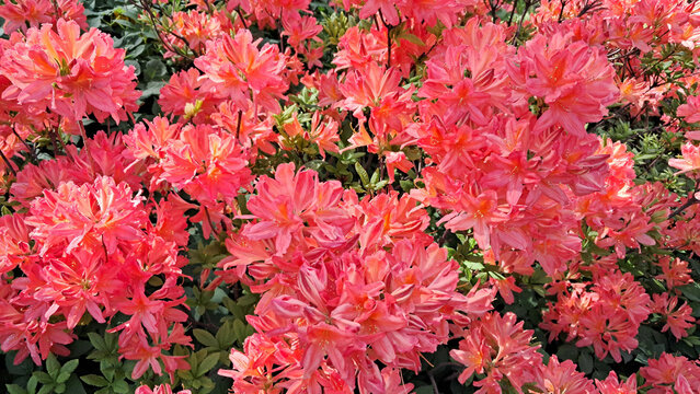 Close-up of blooming azalea bushes in a spring garden