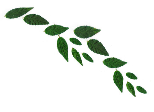 Green serrated herbal leaves arranged diagonally on black background
