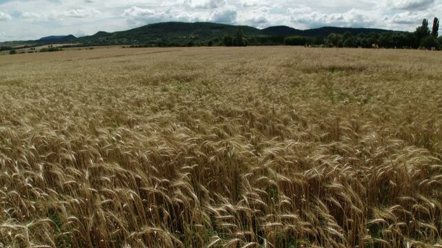 Lush Wheat Field in the Summer