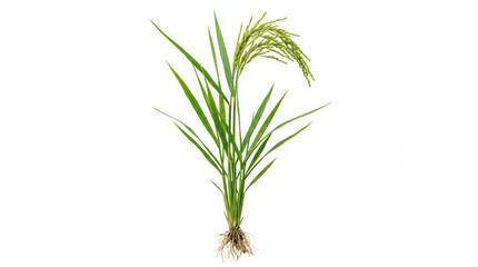 Fototapeta premium Green rice plant isolated on white background, symbol of Asian agriculture, farming, and staple food production.