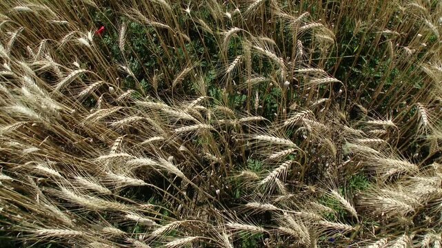 Lush Wheat Field in the Summer