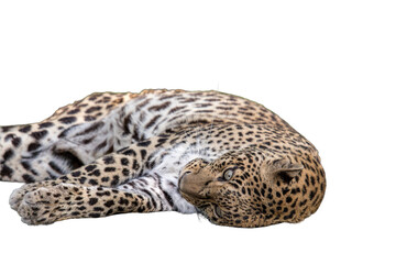 A Leopard-Panthera Pardus on a transparent background. © Arzi