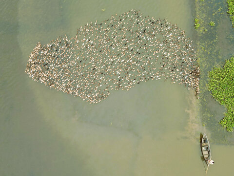 Aerial view of a large flock of ducks swimming in the river with a small wooden boat and a person rowing in Brahmanbaria, Chittagong Division, Bangladesh.