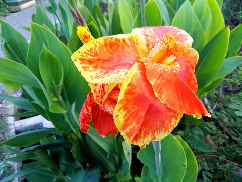 This stunning close-up captures a gorgeously bloomed canna lily, showcasing its breathtaking beauty. The large, ruffled petals display a vibrant gradient: bright golden-yellow edg
