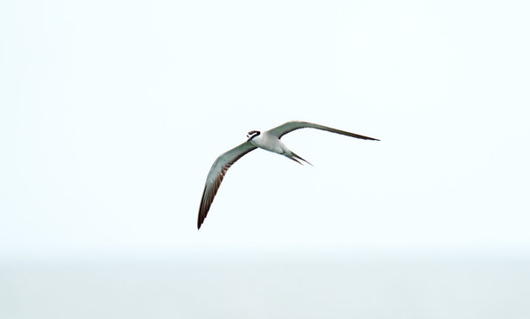 Graceful bridled tern seabird soaring in mid-air against a bright, minimalist white sky. High key nature photography capturing the bird with outstretched wings and forked tail in flight.