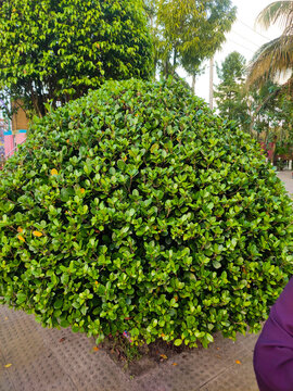 Round trimmed green bush in a park. Spherical ornamental shrub in a landscaped garden.
