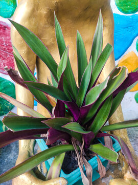 Potted Tradescantia spathacea plant. Tropical oyster plant with green and purple leaves.