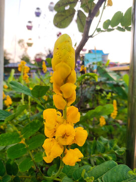 Candle bush flower in a garden. Senna alata plant blooming with vibrant yellow petals.