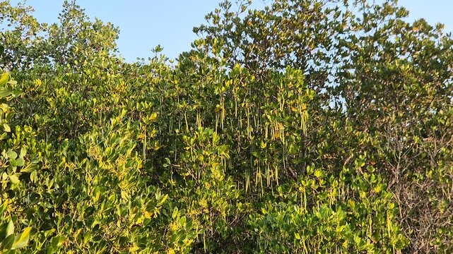 Close Up View of Lush Mangrove Tree Canopy with Hanging Long Propagules at Afternoon