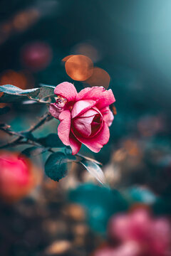 Pink rose flower, beautiful moody macro photo with teal background, warm golden bokeh, shallow depth of field, and soft dreamy light