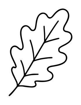 Hand-drawn oak leaf vector icon illustration with lobed edges and central vein detail, minimalist line art style, black outline botanical graphic for nature designs