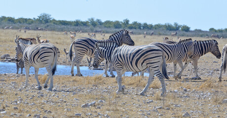 Zebra © camerawithlegs