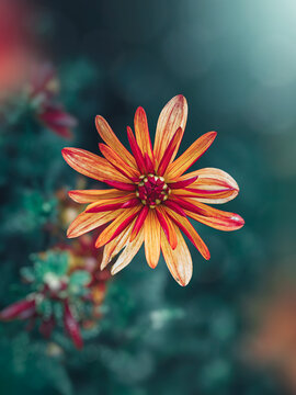 Orange chrysanthemum flower, beautiful macro photo with red striped petals, teal background, shallow depth of field, and soft colorful bokeh