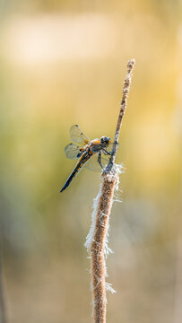 Dragonfly resting on dried reed stem, beautiful macro photo with soft golden light, shallow depth of field, and warm blurred background