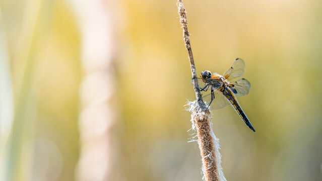 Dragonfly resting on dried reed stem, beautiful macro photo with soft golden light, shallow depth of field, and warm blurred background
