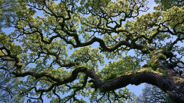 Large tree viewed from below