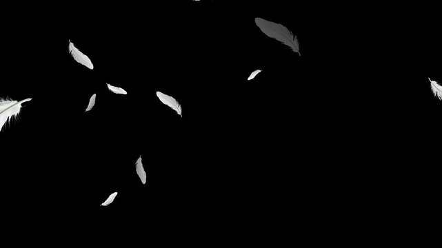 White feather dropped on black background. Slow motion. Feather fluffy falling in the wind background. Many white feathers falling gently on a transparent background. Soft floating animation. 