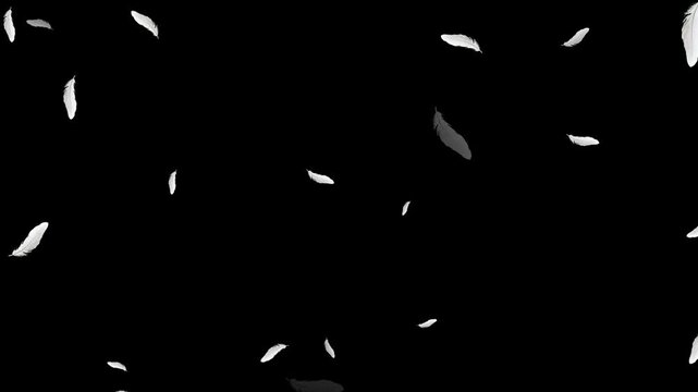 White feather dropped on black background. Slow motion. Feather fluffy falling in the wind background. Many white feathers falling gently on a transparent background. Soft floating animation. 
