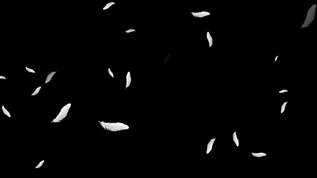 Beautiful white feathers explode in the air and then slowly falling down Loop Backgrounds. Isolated gently falling white feathers. down feather falling on black background. Abstract animation. 