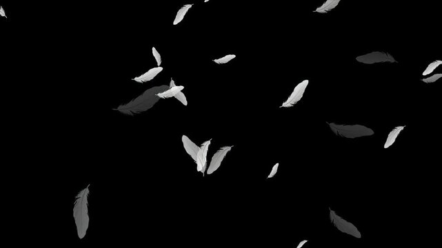 Beautiful white feathers explode in the air and then slowly falling down Loop Backgrounds. Isolated gently falling white feathers. down feather falling on black background. Abstract animation. 
