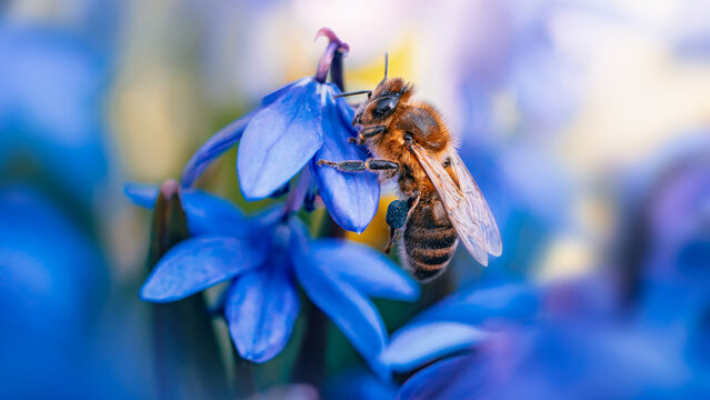 Honey bee collecting pollen on blue Siberian squill (Scilla siberica) flowers, beautiful dreamy macro photo with shallow depth of field and soft bokeh. Blue pollen on the bee