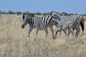 Zebra © camerawithlegs
