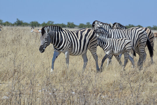 Zebra