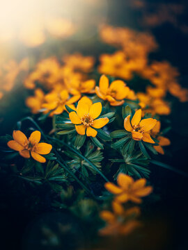 Winter aconite (Eranthis hyemalis) flowers in bloom, beautiful moody macro photo with warm golden bokeh, shallow depth of field, and dark teal background