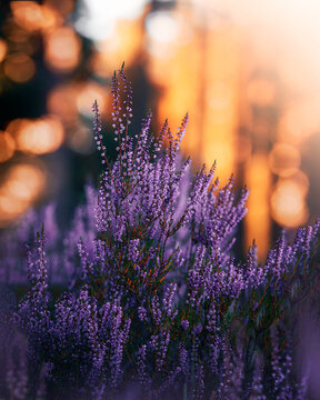 Purple common heather (Calluna vulgaris) flowers at sunset, beautiful dreamy macro photo with warm golden bokeh, shallow depth of field, and forest background