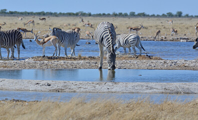 Zebra © camerawithlegs