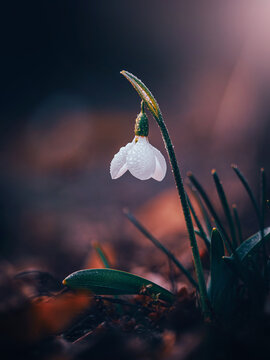 Snowdrop (Galanthus nivalis) flower with raindrops, beautiful moody macro photo with dark forest floor, shallow depth of field, and soft bokeh