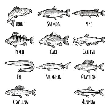 Illustrated guide to common freshwater fish species.