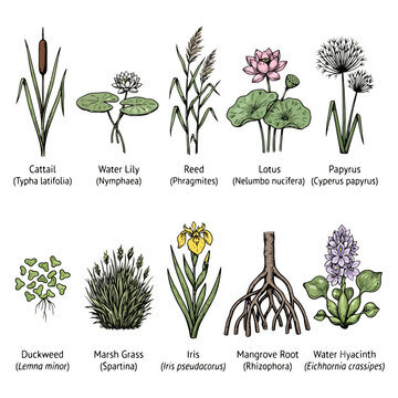 Illustration of aquatic plants with labels: cattail, water lily, lotus, and more.