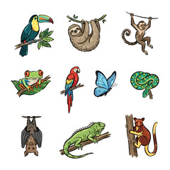 Fototapeta premium Colorful tropical animals: toucan, sloth, monkey, frog, parrot, butterfly, snake, bat, iguana, lemur.