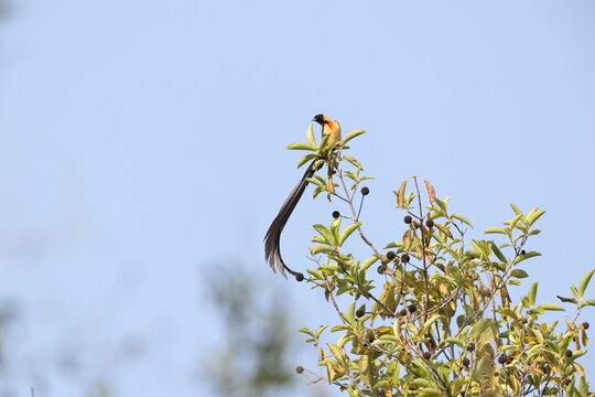 The exclamatory paradise whydah or Uelle paradise whydah (Vidua interjecta) is a species of bird in the family Viduidae. This photo was taken in Mole National Park, Ghana.