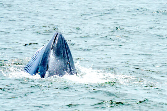 Bryde whale head emerging vertically from the ocean surface. Majestic marine mammal surfacing in the sea with water splashes. Professional wildlife photography of whale watching at sea.