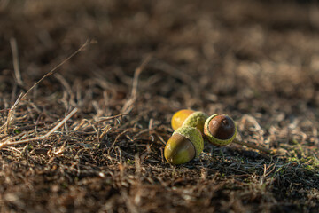 Several fresh acorns resting on a dry forest floor in warm sunlight, photographed with a shallow depth of field. © Laurens