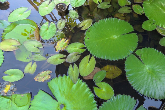 Top view of water lily leaves floating on calm pond water with natural reflections. Green aquatic plant background ideal for wellness, nature, spa and eco concepts