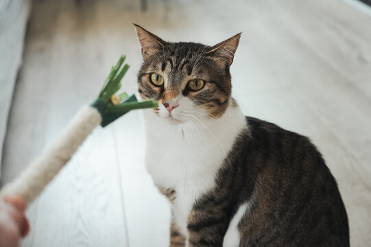 Curious domestic cat watching a feather teaser toy during playtime at home. Interactive pet activity in a bright indoor living space.
