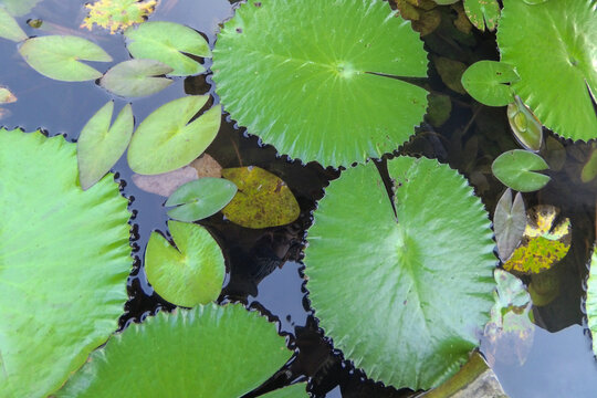 Water Lily Leaves Floating on Pond Surface Top View Natural Green Aquatic Background with Reflection Calm Zen Nature Texture