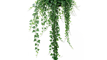 Hanging green ivy plant vines dangling foliage decoration indoor nature element isolated on transparent background © Hanna