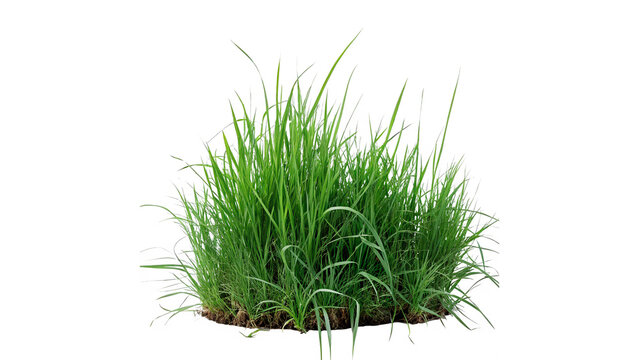Small patch of fresh green grass lawn field circular design botanical element isolated on transparent background