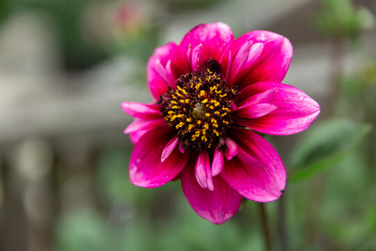 Close Up of Dahlia Skyfall Flower