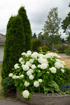 Hydrangea Annabelle and Thuja Smaragd in Garden